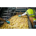 Linha de processamento automática de batatas fritas frescas